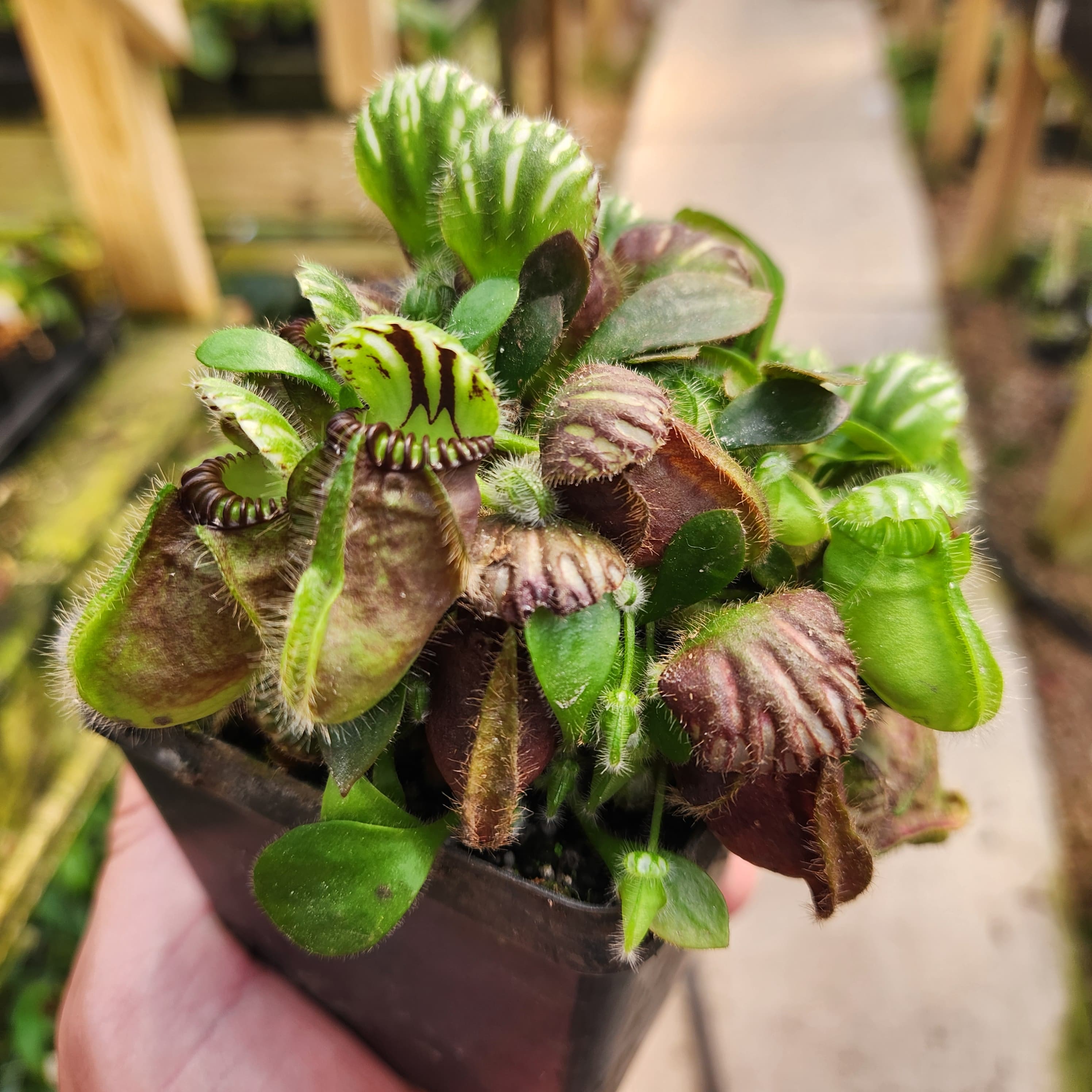 Cephalotus follicularis HMZ×SOHG Growing Cephalotus follicularis | ICPS