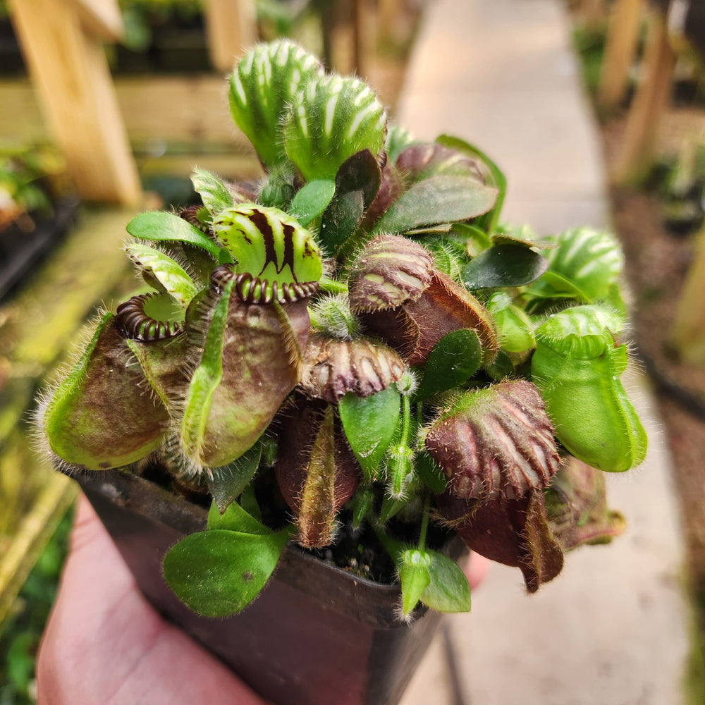 
                      
                        Cephalotus follicularis
                      
                    