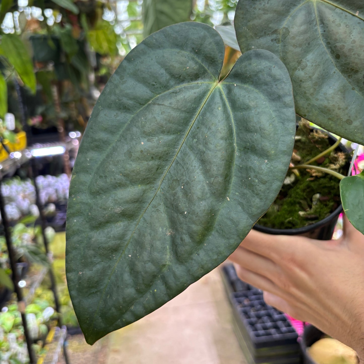 [A1058] Anthurium 'Gigi' x carlablackiae (XL)