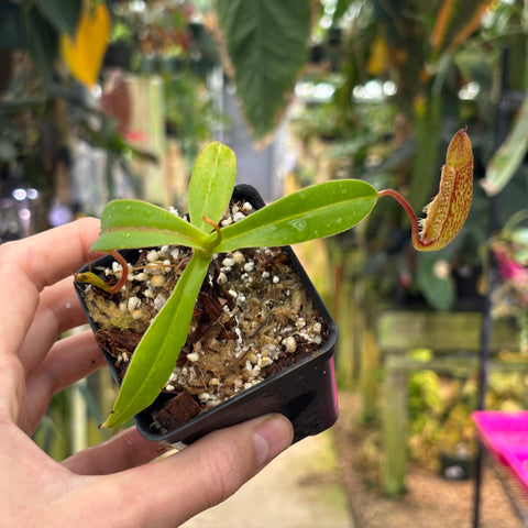 [W222] Nepenthes (spectabilis x lowii) x hamata, CAR-0076