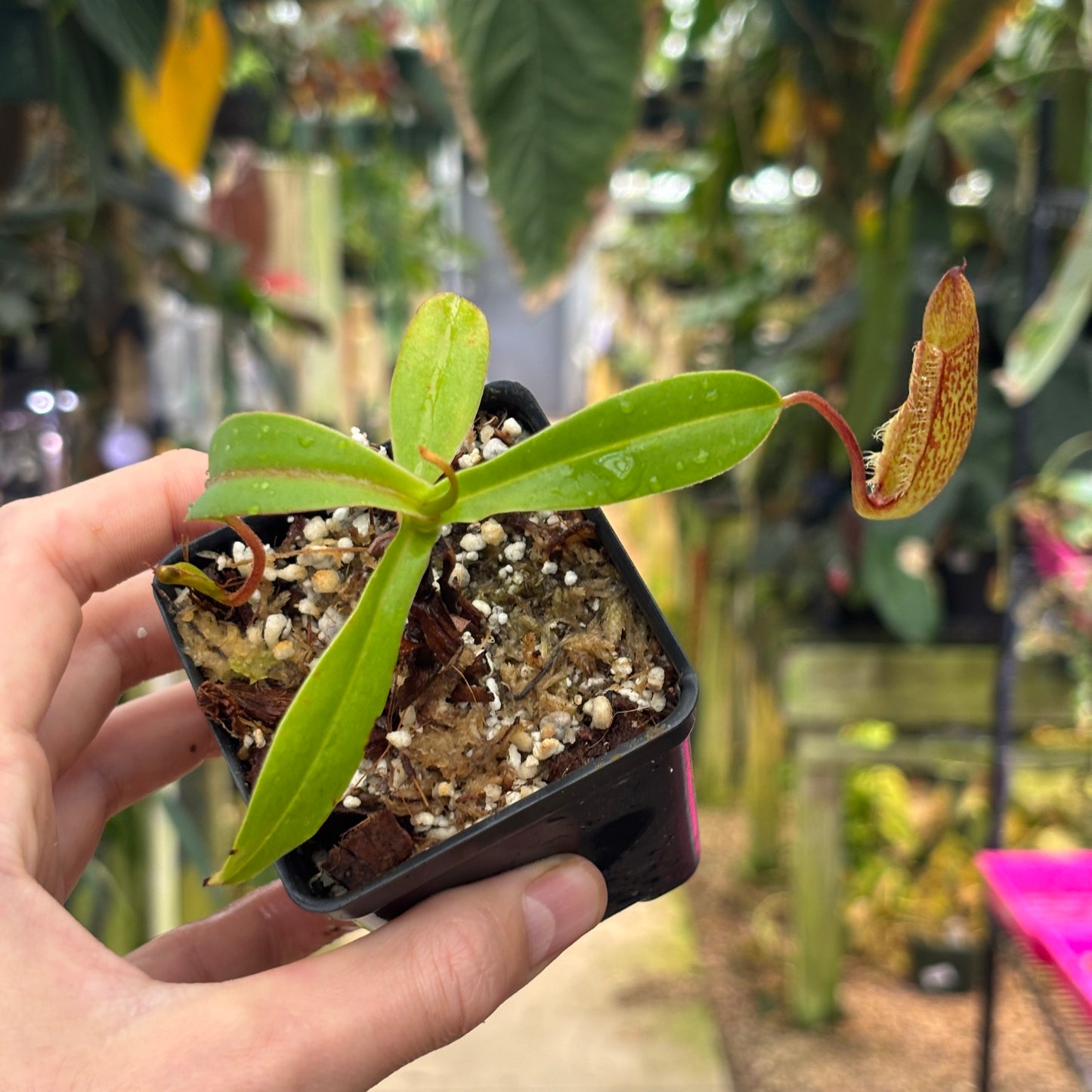 [W222] Nepenthes (spectabilis x lowii) x hamata, CAR-0076
