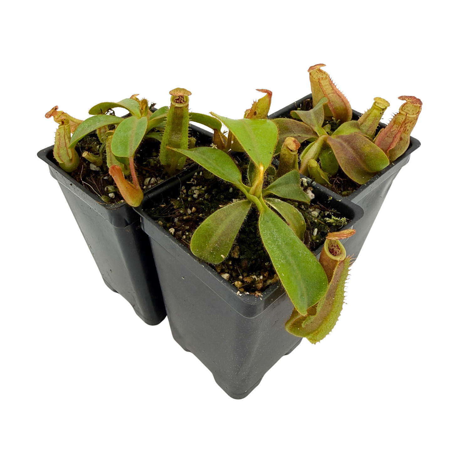 Nepenthes veitchii Collection