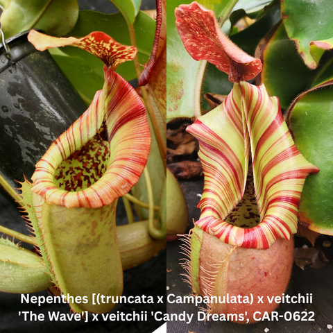 Nepenthes seed pod hybrid The Wave Candy Dreams showing striped lime and red peristome pitchers