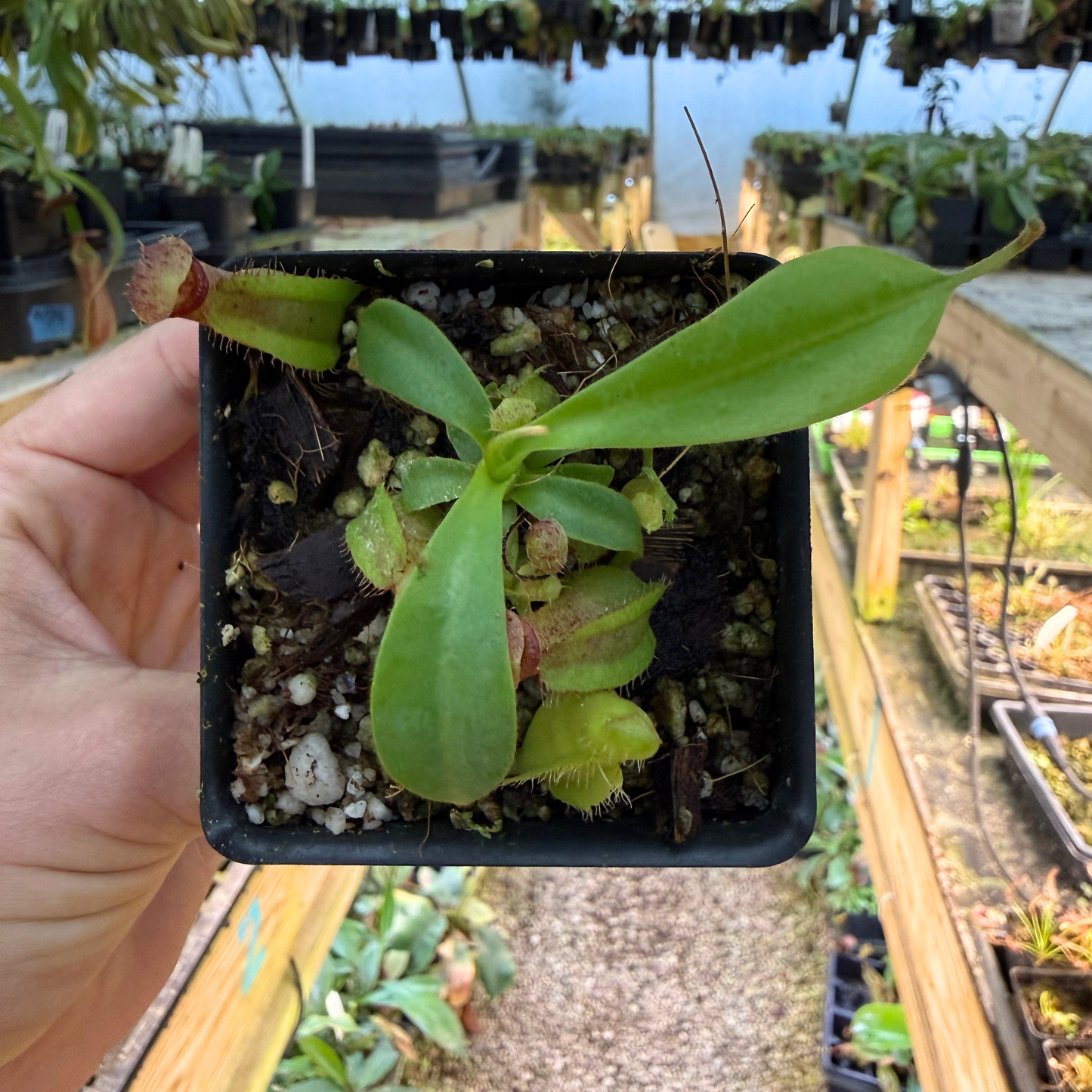 pitcher plant in a pot 