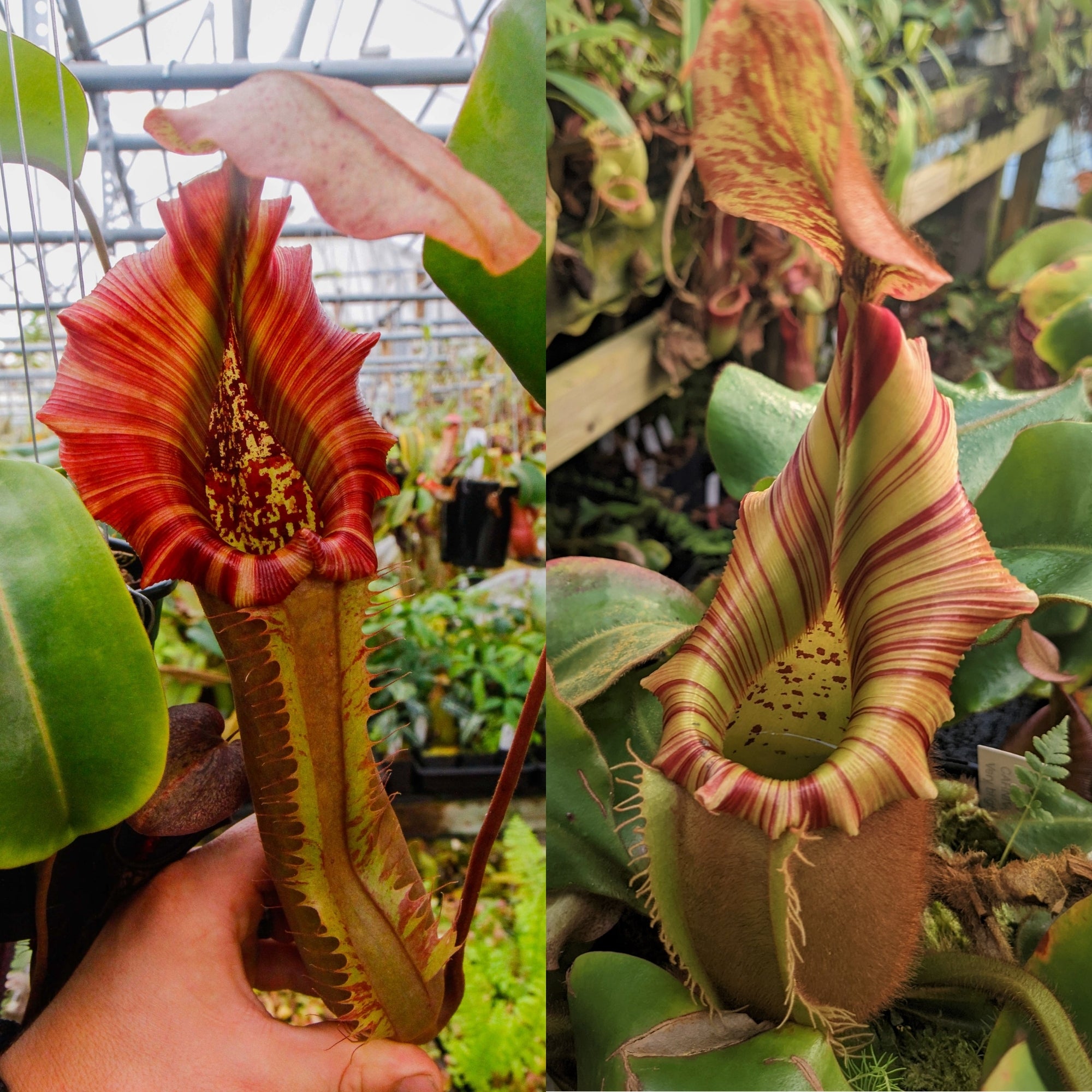 Nepenthes ('Song of Melancholy' x truncata) x veitchii (Akazukin x
