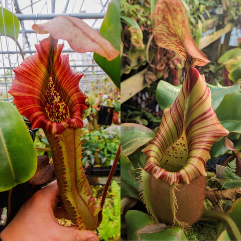 Collage of two Nepenthes pitchers from Song of Melancholy x truncata x veitchii showing crimson striped and pale striped forms