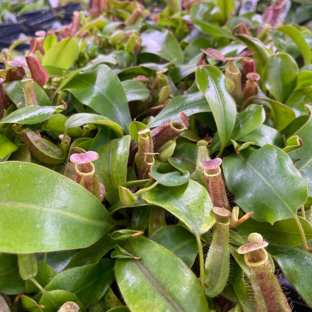 
                      
                        Nepenthes veitchii Hybrid
                      
                    