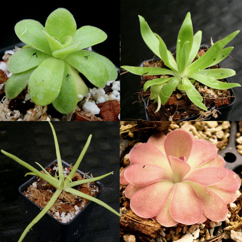 Butterwort collection growing kit collage showing four plants including green rosettes slender-leaved and a pink rosette