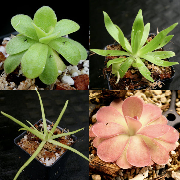 Pinguicula Collection, Butterworts Growing Kit