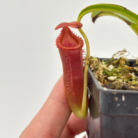 WH0009 Nepenthes edwardsiana (Tamb.) clone 2	(S) (HJ112)