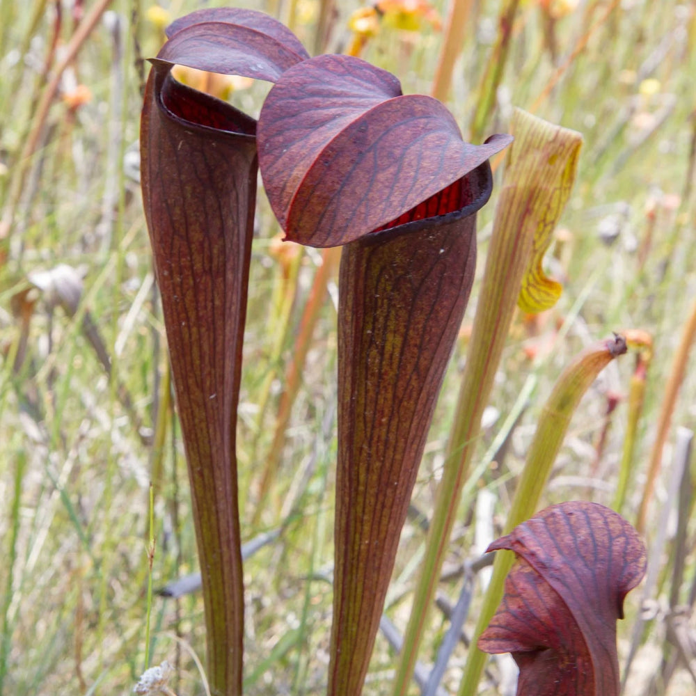 Sarracenia alata