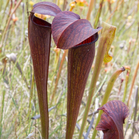 Sarracenia alata purple pitcher plant with tall burgundy tubular traps among other carnivorous plants