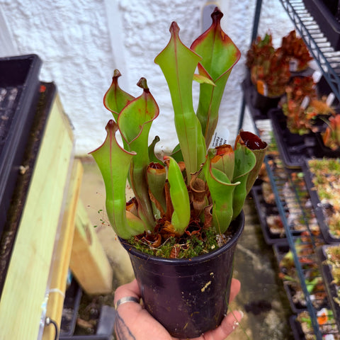Heliamphora nutans Giant Form x nutans Giant Form with tall lime green pitchers edged in red in a pot.
