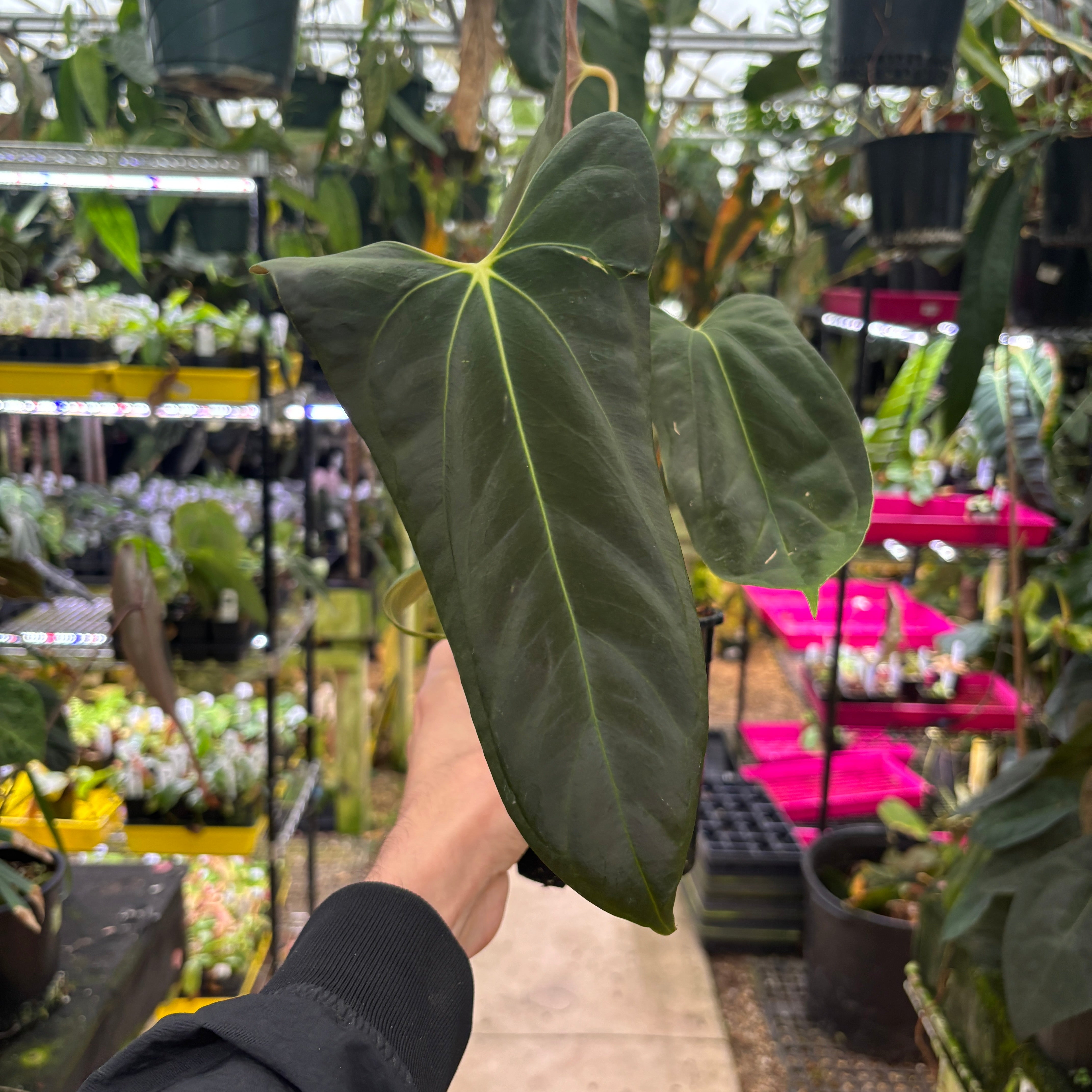 W183] Anthurium BVEP x BVEP port L – Carnivero