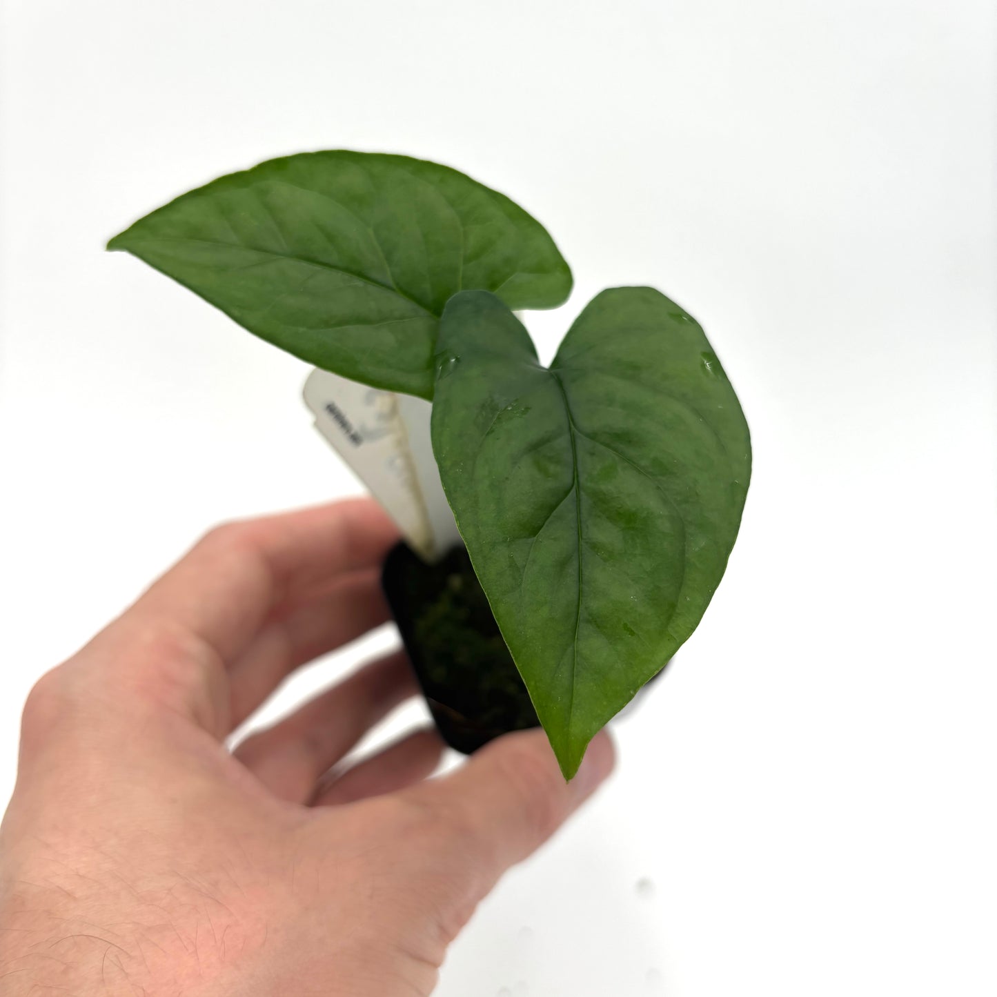 [MDR094] Monstera membranacea (Limon)
