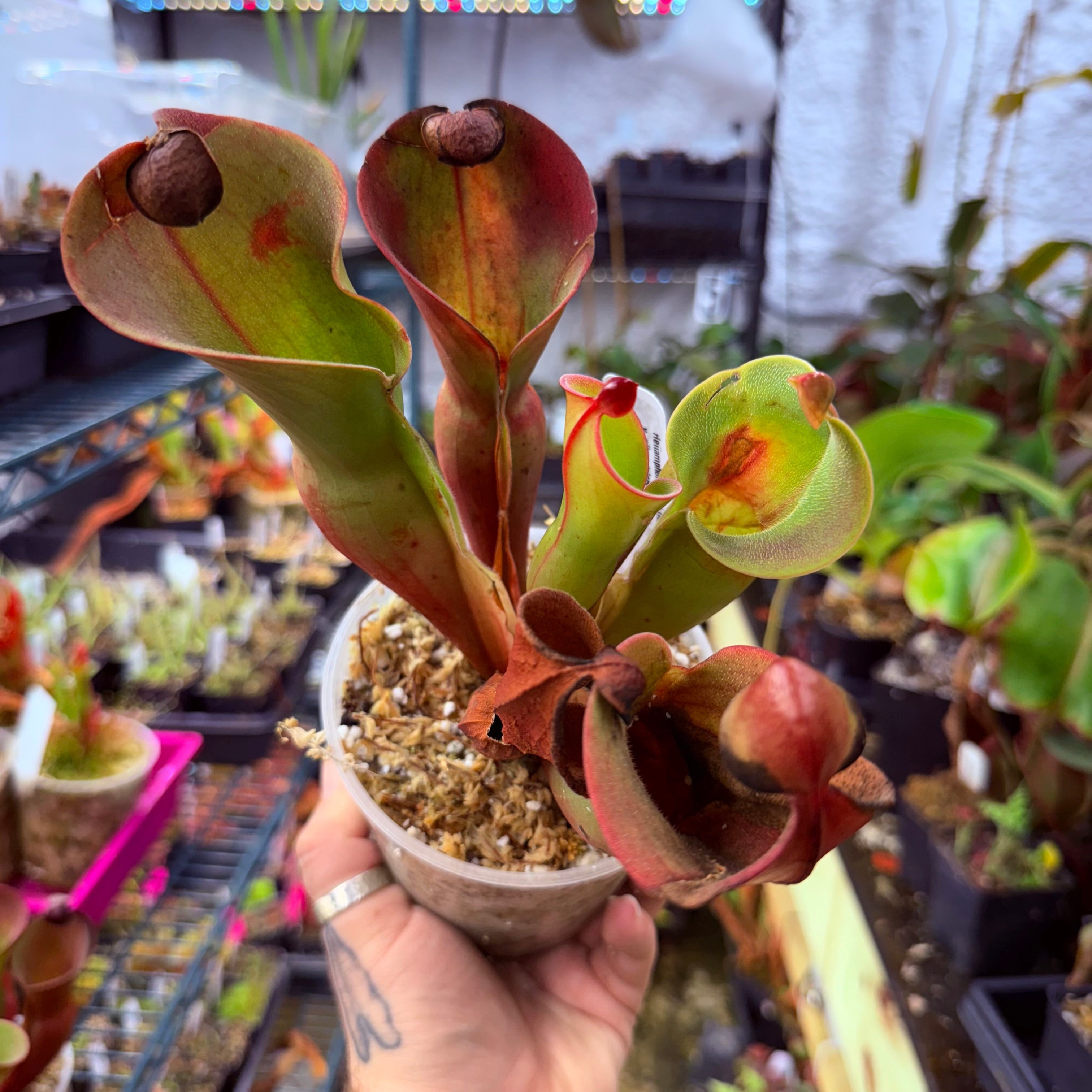 Heliamphora ionasi (Red Giant) x minor v. pilosa (Clone 2) – Carnivero