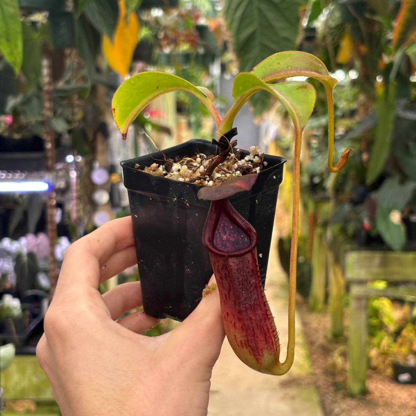 [W227] Nepenthes copelandii x lowi