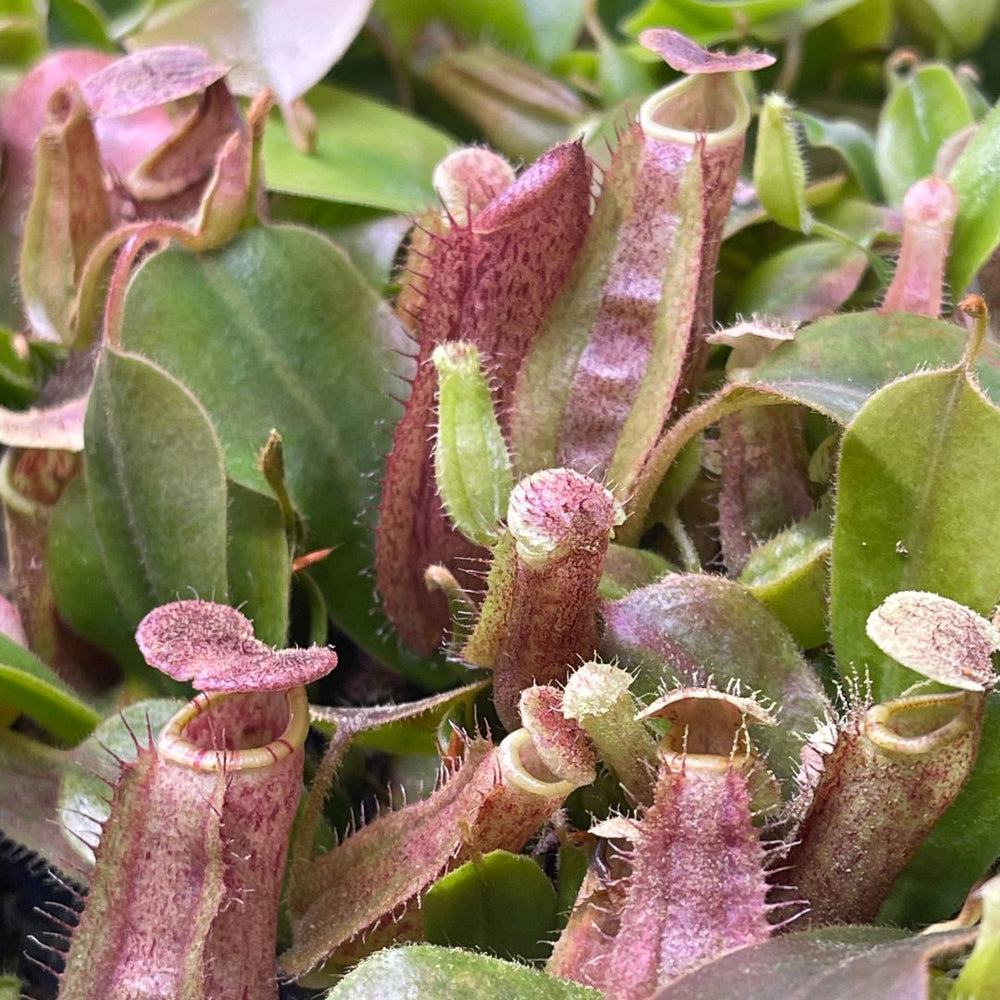 
                      
                        Nepenthes veitchii Hybrid
                      
                    