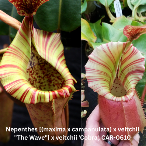 Nepenthes seed pod hybrid The Wave Cobra displaying striped yellow and red peristome pitchers