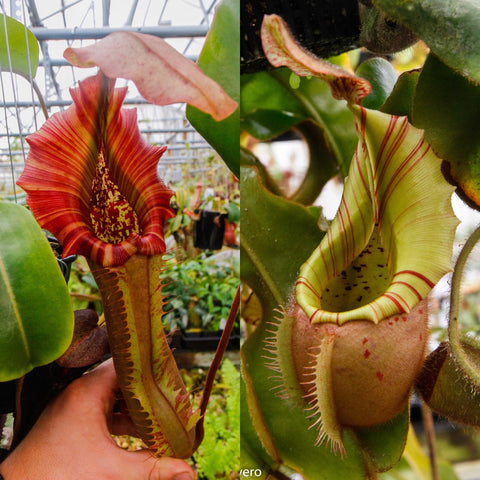 Split collage of Nepenthes Song of Melancholy x truncata x veitchii Bareo with a red striped pitcher on the left and a pale striped pitcher on the right.
