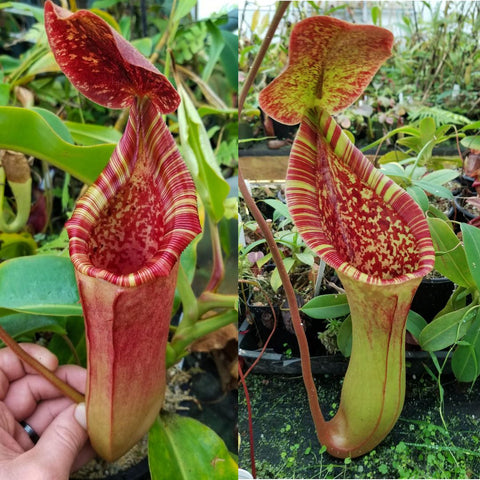 Nepenthes seed pod hybrid with red and yellow striped pitcher in a greenhouse