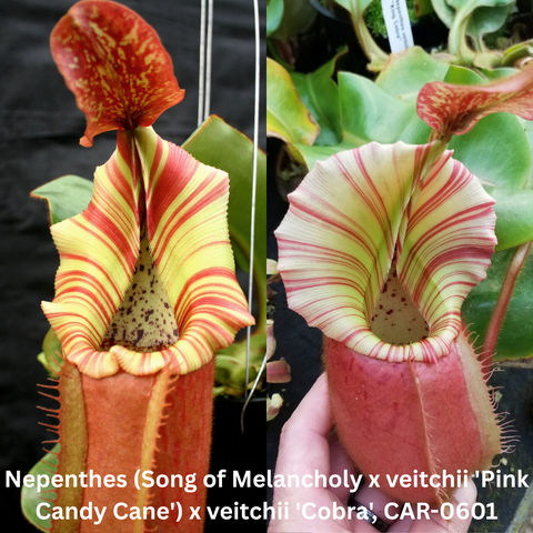 Nepenthes Song of Melancholy x veitchii Pink Candy Cane Cobra hybrid with striped pale yellow to pink pitchers