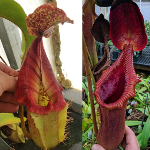 Two views of Nepenthes Rokko boschiana veitchii Trusmadiensis CAR-0621 showing a speckled pink pitcher and a large red fringed pitcher.