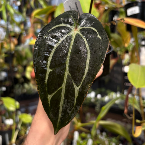 Close-up of a single Anthurium carlablackiae leaf showing dark green gloss and pale white veins.