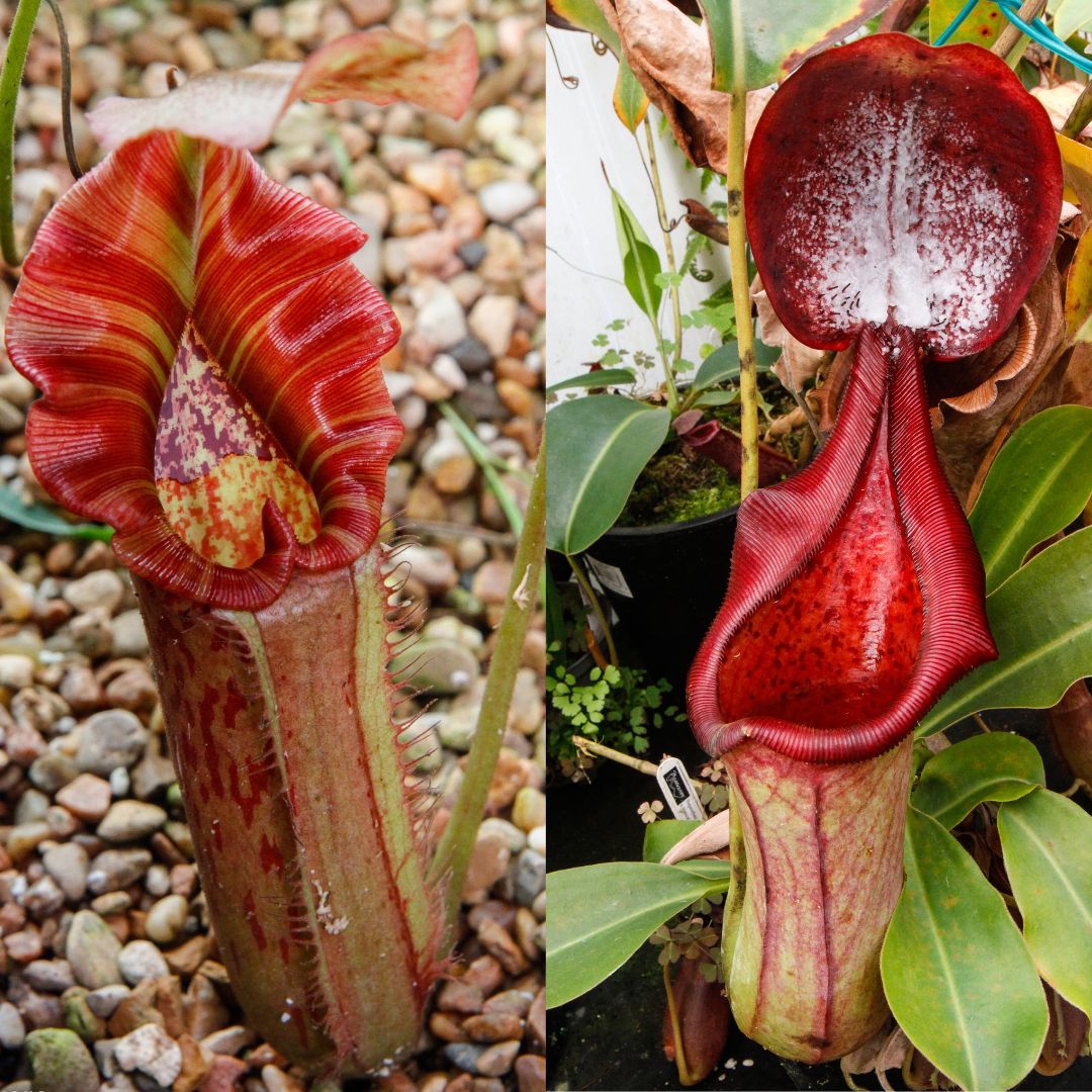 Nepi nepi★ Nepenthes Jolly Scupture | Nepenthes Hybrid Pitcher Plant