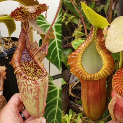 Nepenthes maxima Wavy Leaves x macrophylla CAR-0618 pitcher plant collage showing striped pitcher left and orange peristome right