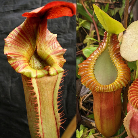Two-panel view of Nepenthes Song of Melancholy hybrid with a striped yellow green pitcher on the left and a tall brown ribbed pitcher on the right
