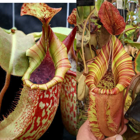 Split image of Nepenthes hybrid pitcher plants with lime yellow and red striped peristomes and mottled red pitcher bodies