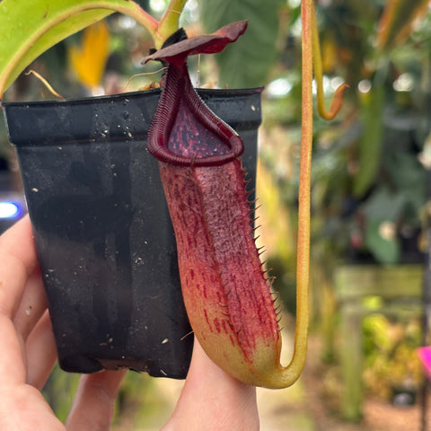 [W227] Nepenthes copelandii x lowi
