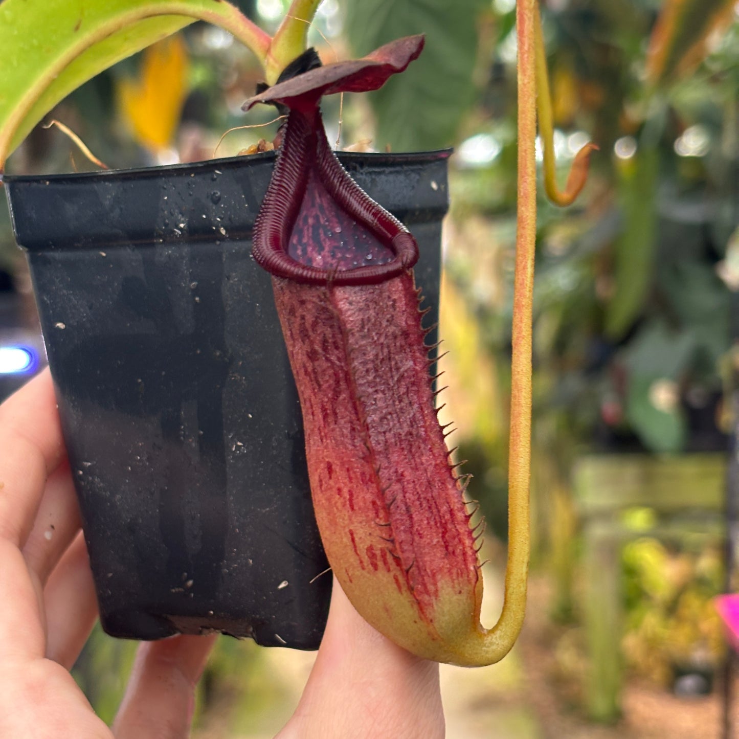 [W227] Nepenthes copelandii x lowi
