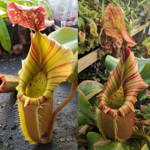 Two-panel view of Nepenthes veitchii hybrid showing bright striped peristomes and a yellow green pitcher