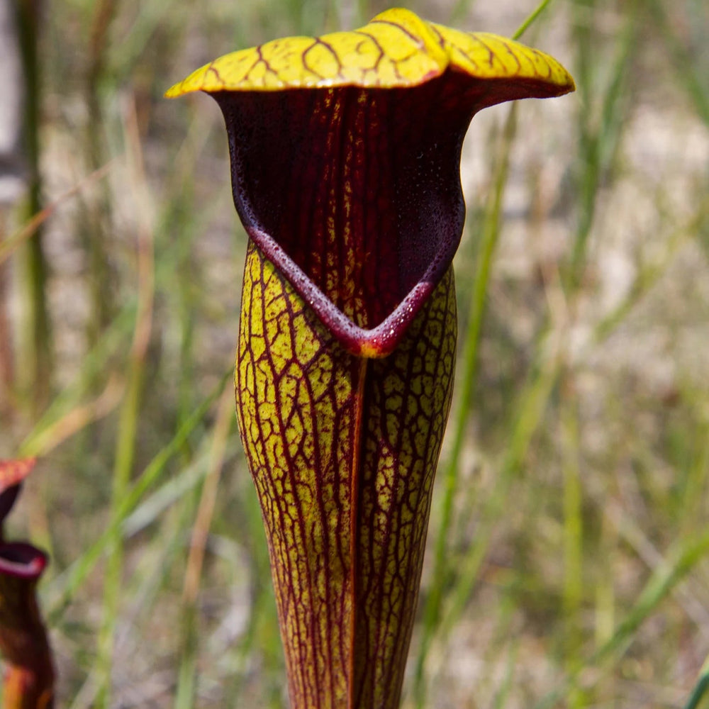 Sarracenia alata