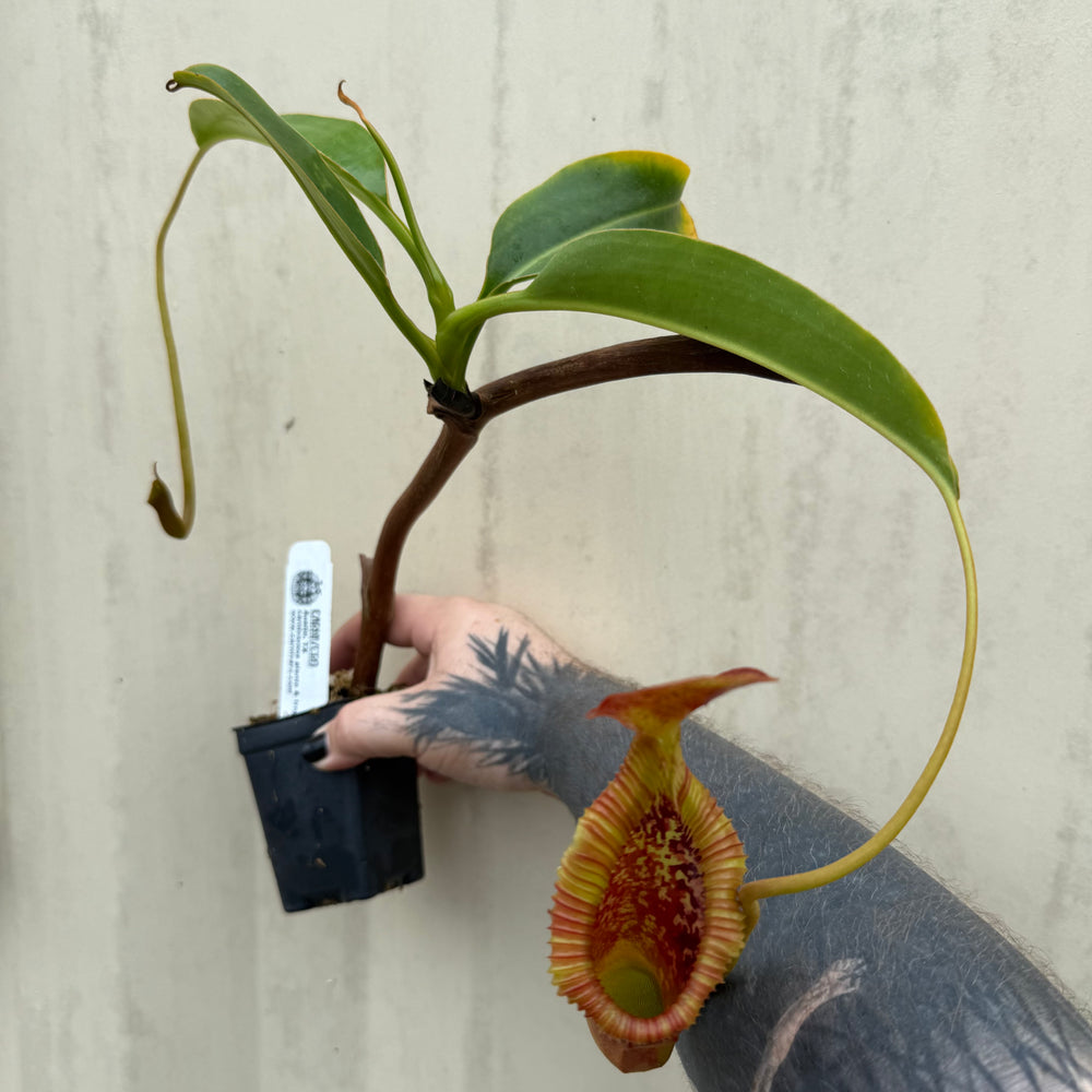 
                      
                        [W032] Nepenthes x trusmadiensis
                      
                    