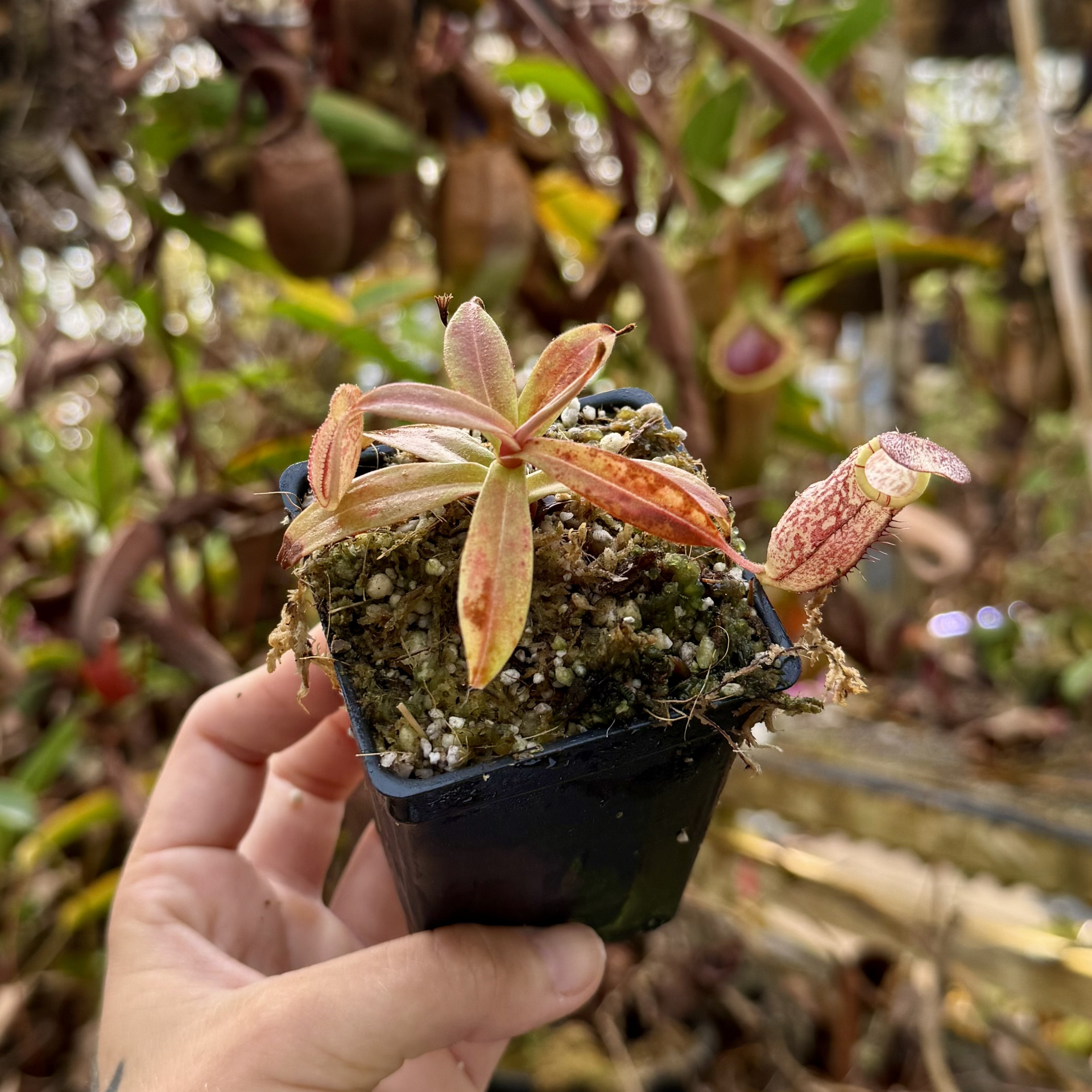 ベリー Nepenthes spectabilis, BE-3322 – Carnivero