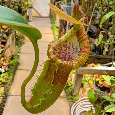 Nepenthes [(lowii x veitchii) x boschiana] - "Red Ruffled" x macrophylla, CAR-0717