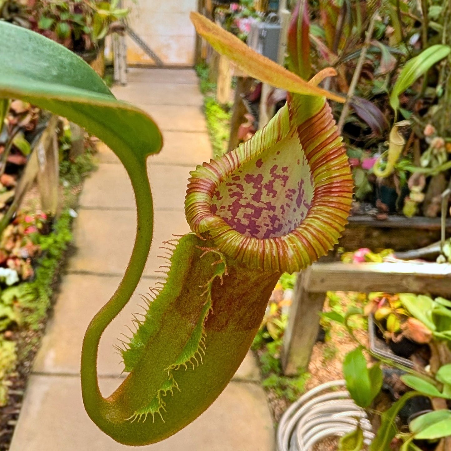 Nepenthes [(lowii x veitchii) x boschiana] - "Red Ruffled" x macrophylla, CAR-0717