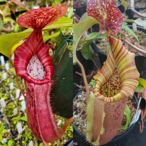 Two Nepenthes Song of Melancholy x eymae x veitchii pitchers, left bright red with a pale interior, right striped yellow and red.