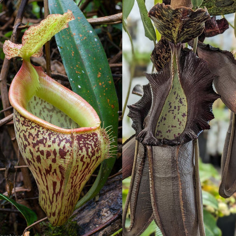 Nepenthes naga x talangensis with two pitchers a pale green speckled urn and a tall dark purple fringed pitcher