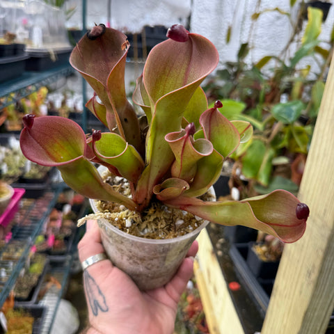 Heliamphora ionasi Red Giant x minor v pilosa Clone 2 carnivorous plant with red tipped green pitchers in a pot
