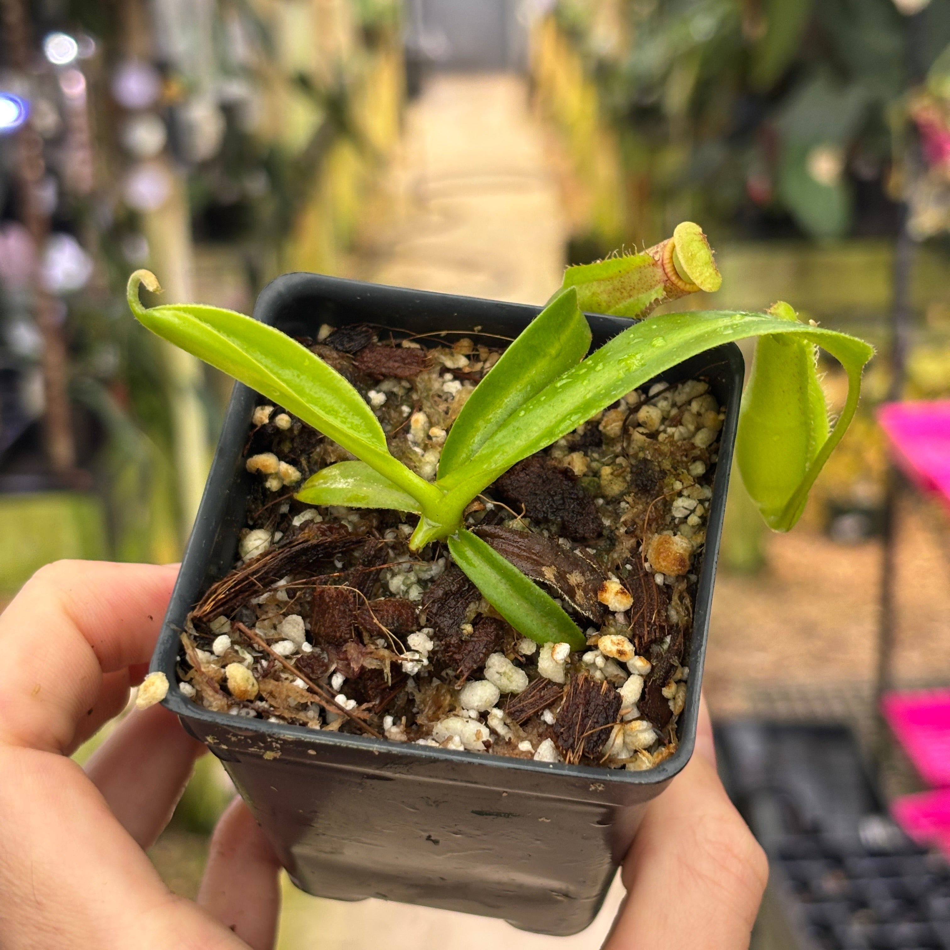 メナード エンベリエ W219] Nepenthes marpesa x edwardsiana – Carnivero