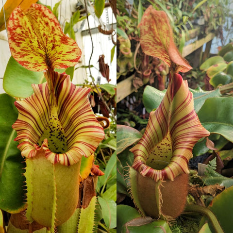 Two views of Nepenthes truncata veitchii cross seed pod showing a tall striped pitcher with yellow and red bands