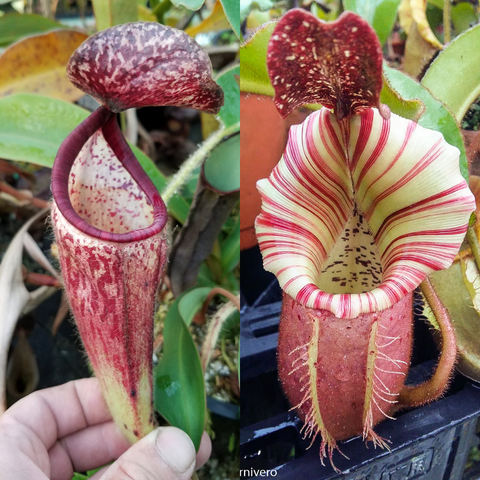 Two views of Nepenthes glandulifera veitchii Candy Dreams seed pod featuring a speckled maroon lid and striped pale pitcher interior
