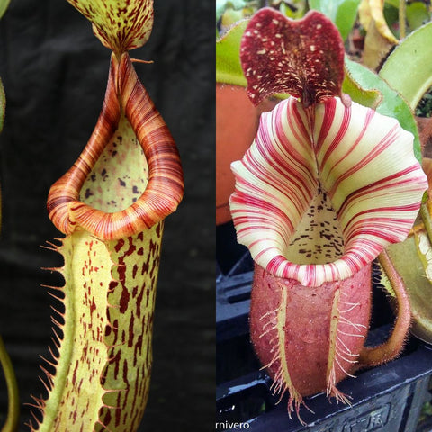Seed pod and developing striped Nepenthes Candy Dreams pitcher