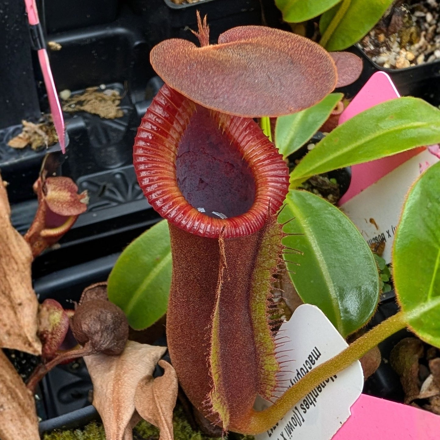 Nepenthes [(lowii x veitchii) x boschiana] - "Red Ruffled" x macrophylla, CAR-0717