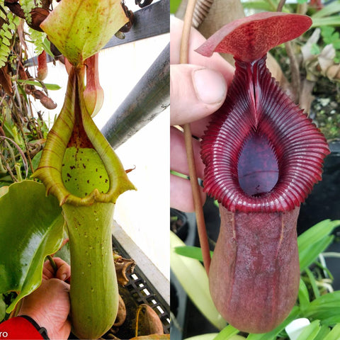 Two Nepenthes truncata hybrid pitchers, one green and the other deep red with a toothed ribbed peristome