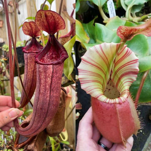 Seed pod and striped Nepenthes Cobra hybrid pitcher collage, left long curved red pitcher, right pale with red stripes